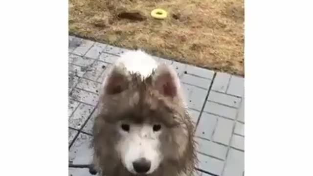Poor little dog.