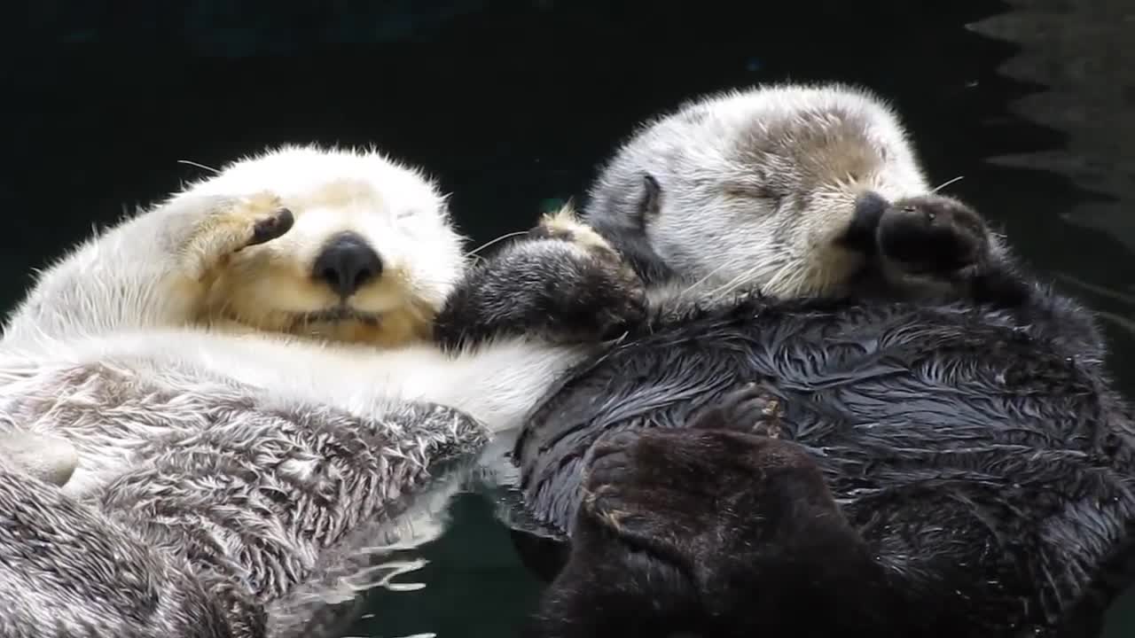 Sweet otter couple holding hands