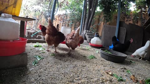 Backyard Chickens Fun Relaxing Video Sounds Noises Hens Roosters!