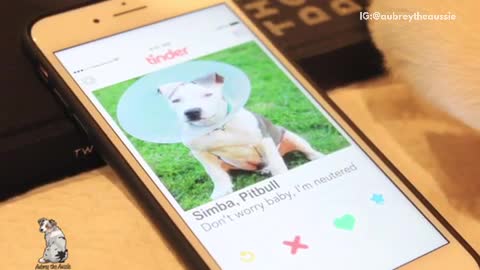 Music dog on bed swipes through tinder