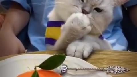 Funny Cats Video Series 28