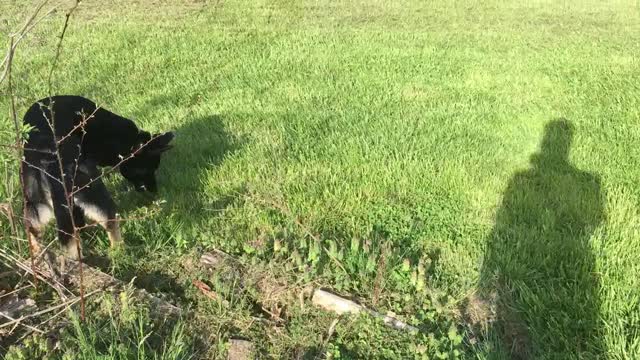 German Shepherd Finds a Turtle!