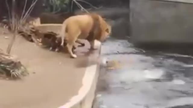 Lion animal Funny Video@😂