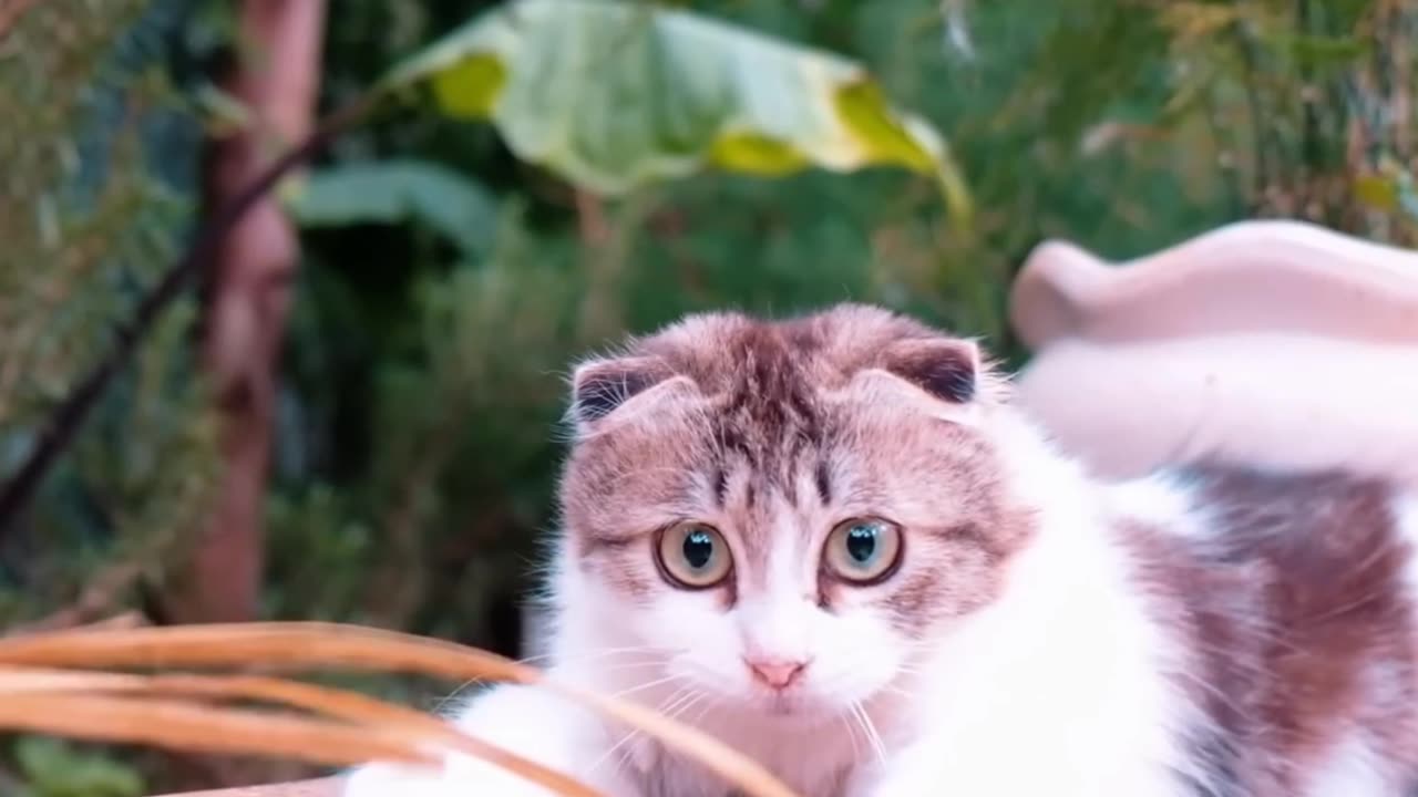 Cat comedy seen recorded 😅😅😅 #cat #cats #viral #trending #rumble #shorts