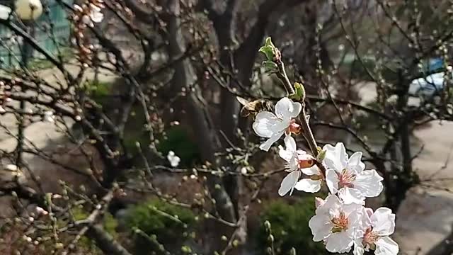 The flight of honeybees. And cherry blossoms.