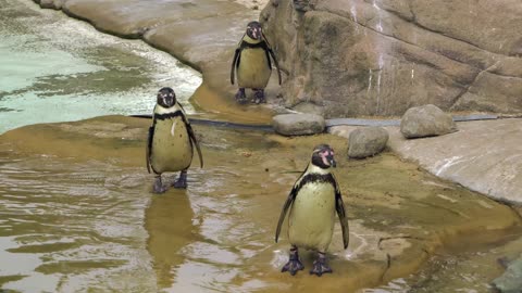 Penguins At The Zoo