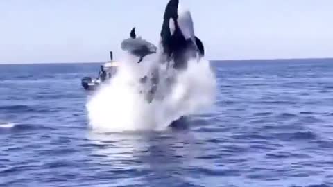 Another incredible angle of this insane encounter by shark |