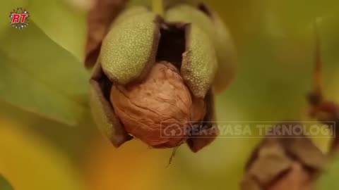 THIS IS THE MODERN WALNUT FARMING PROCESS WALNUT HARVESTING PROCESS IN CALIFORNIA U.S.A