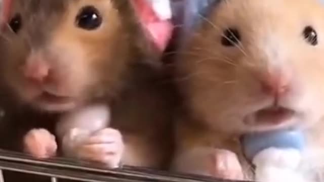 cute rats videy