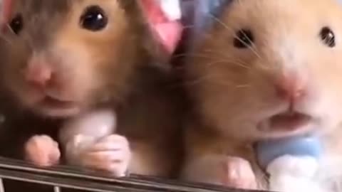 cute rats videy