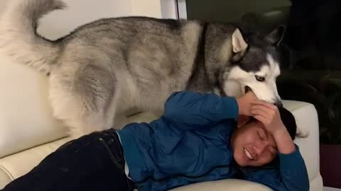 Never cheat a Husky: crazy retaliation