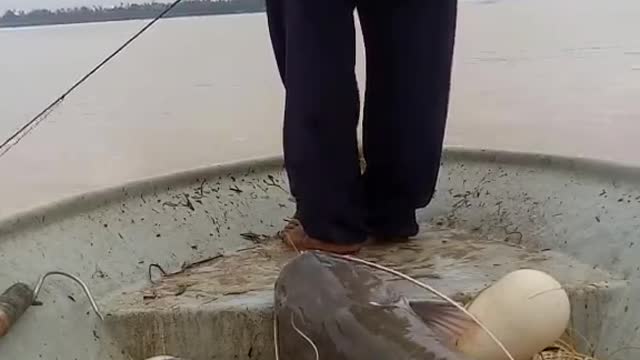 This is a beautiful and charming water-dwelling species