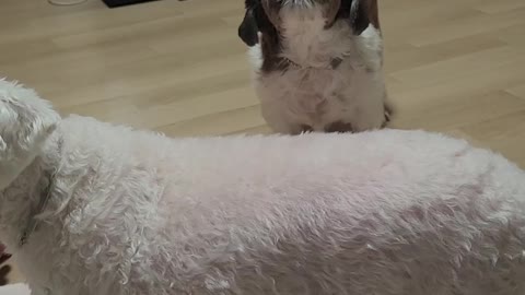 give me a snack