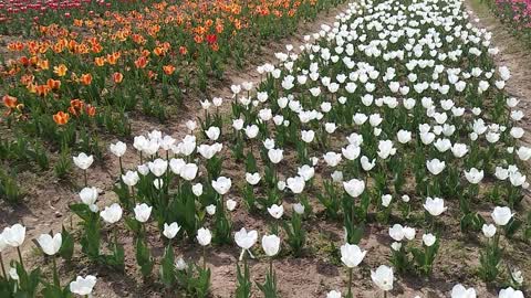 The tulips are in full bloom.