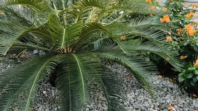 Plantas exóticas para nosso Pátio em casa ou jardim