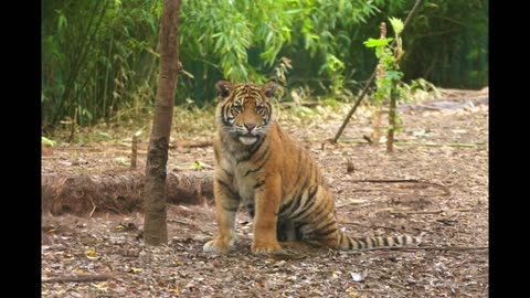 The Adelaide Zoo celebrates International Tiger Day