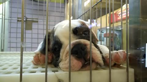 Sleepy bulldog