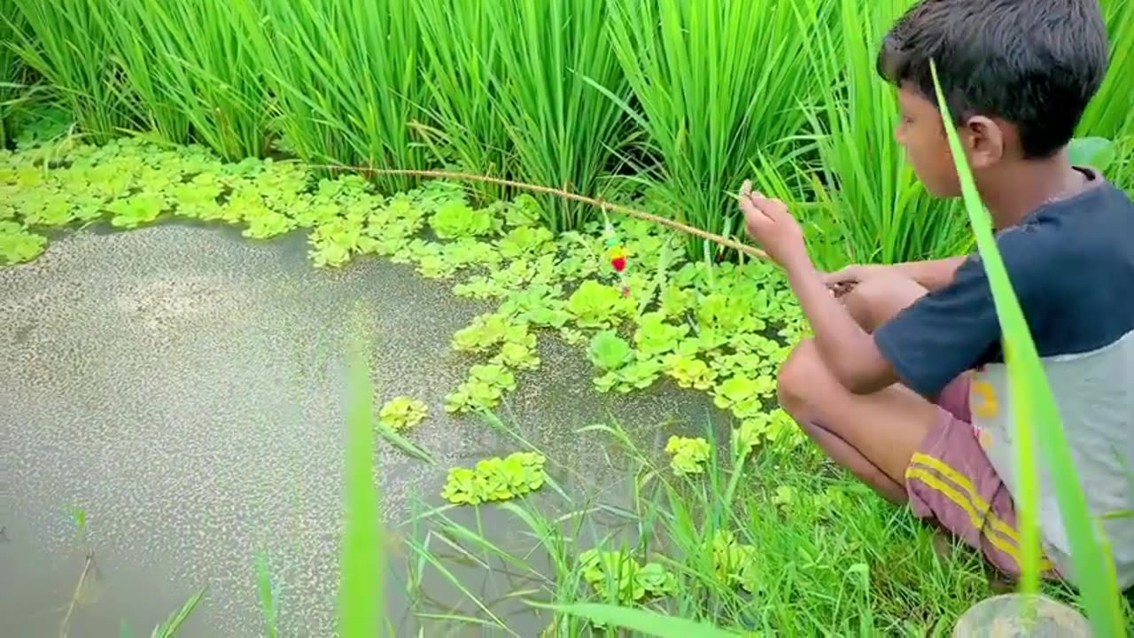 Best Amazing Fishing Video 🎣🐟 Fishing With Hook Catching Koi Fish Hunting in the Rice Field Canal