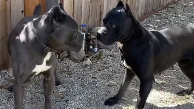 The Best Guardian Dog - CANE CORSO