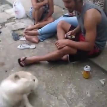 The puppies turned dizzy and didn't notice