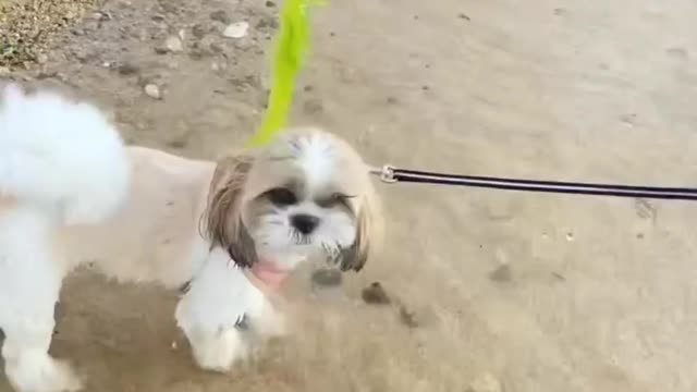 Funny dog video 😋 Dog Playing Beach