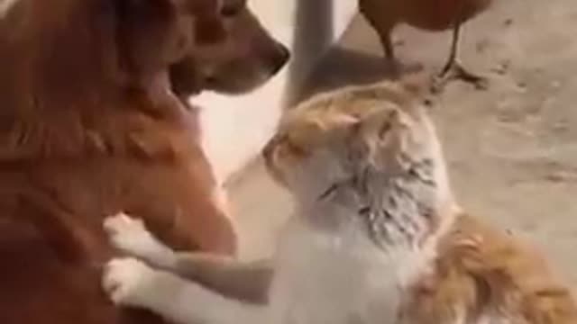 Cats - Baby cats - funny and fluffy (72) / Gatos - Filhotes - engraçados e fofos (72) #shorts