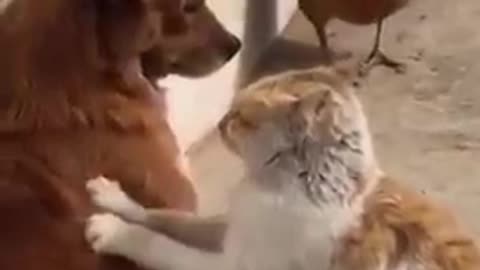 Cats - Baby cats - funny and fluffy (72) / Gatos - Filhotes - engraçados e fofos (72) #shorts