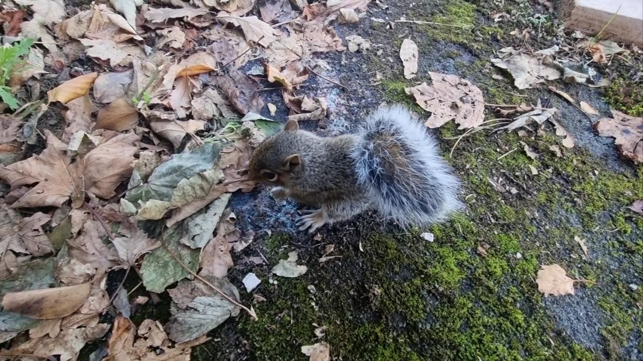 Cute Grey Squirrel In Great Britain