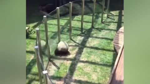 Giant panda somersaults, so cute