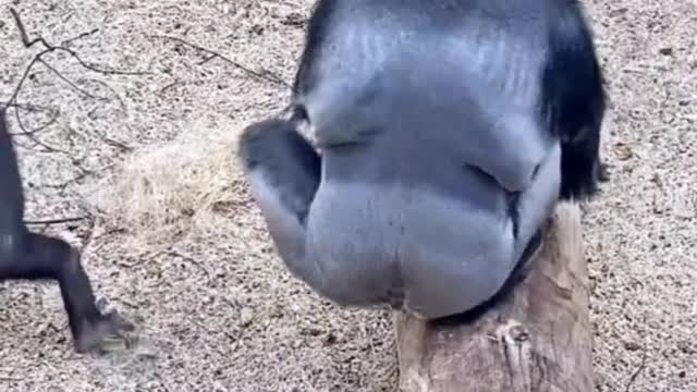 gorilla prank