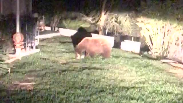 Bear enjoys a nighttime snack