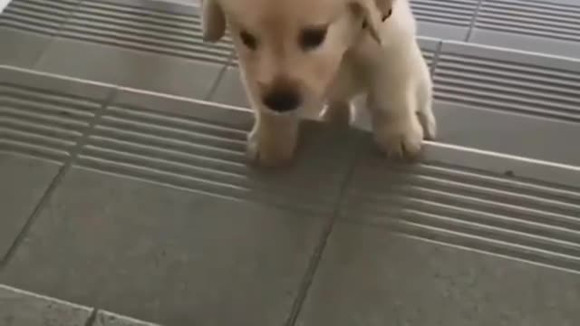 Cute dog || playing video ||