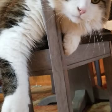 Gorgeous cat wants some attention