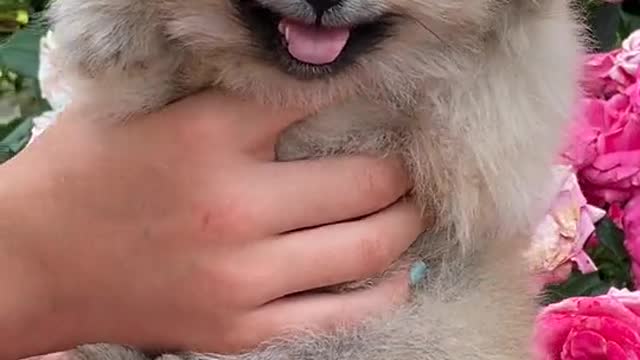 Baby Dogs - Cute and Funny Dog Videos Compilation #1 | Funniest & Cutest Funny Puppy Videos 2021