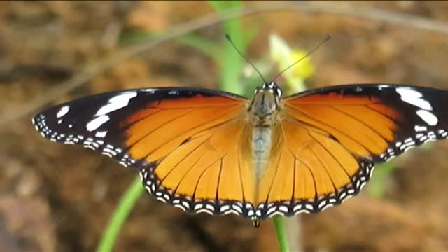 Beautiful video of plain tiger butterfly