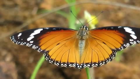 Beautiful video of plain tiger butterfly