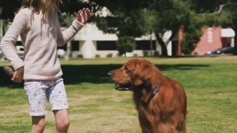 Girl playing with a dog