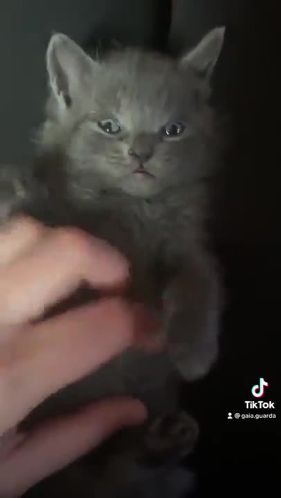 The cat that wakes up always has the urge to play