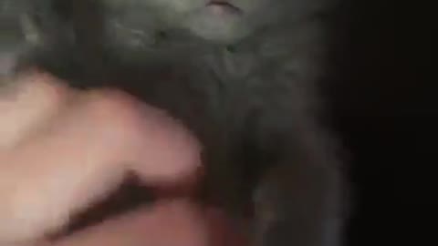 The cat that wakes up always has the urge to play