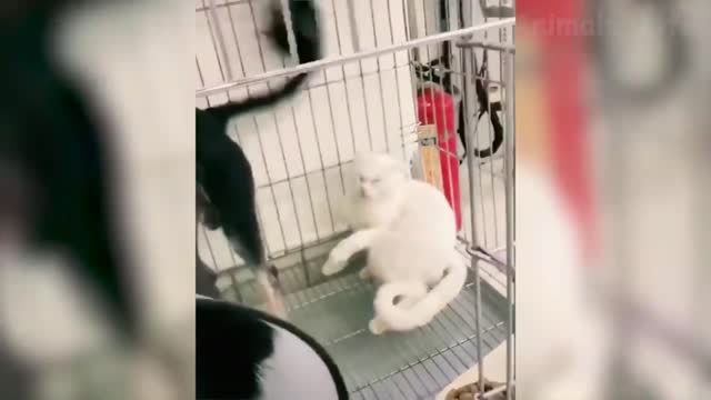 What. A cat can do that.Incredible