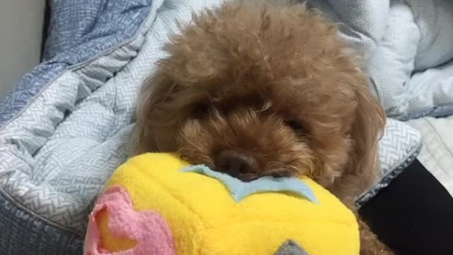 A puppy dozing off with a toy in his mouth.