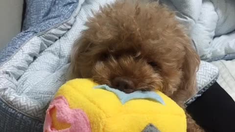 A puppy dozing off with a toy in his mouth.