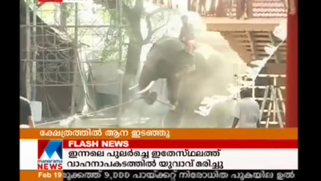 Elephant attack in Kochi Manorama News [SiGator]