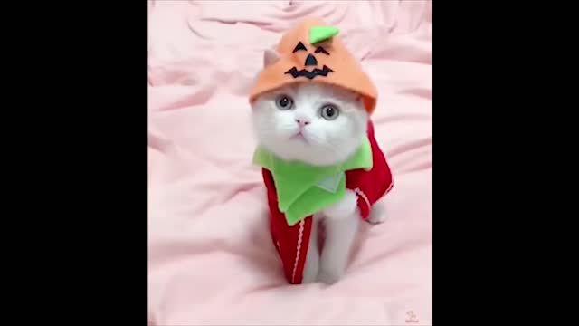 Babys cats video pt 1
