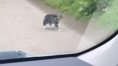 Who should catch whom