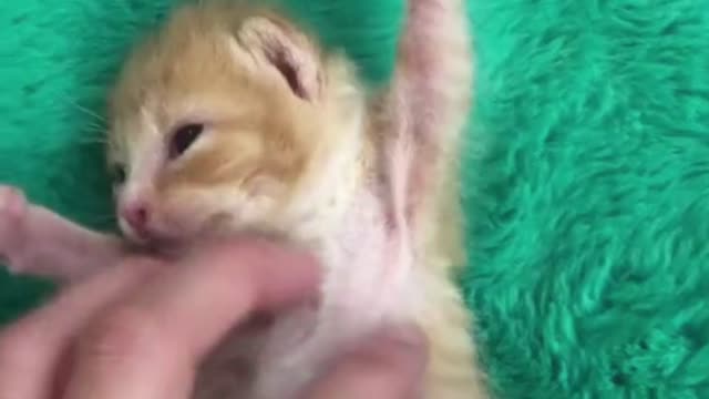 New Born Baby Cats Meowing Compilation 2022