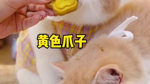 cats can sing
