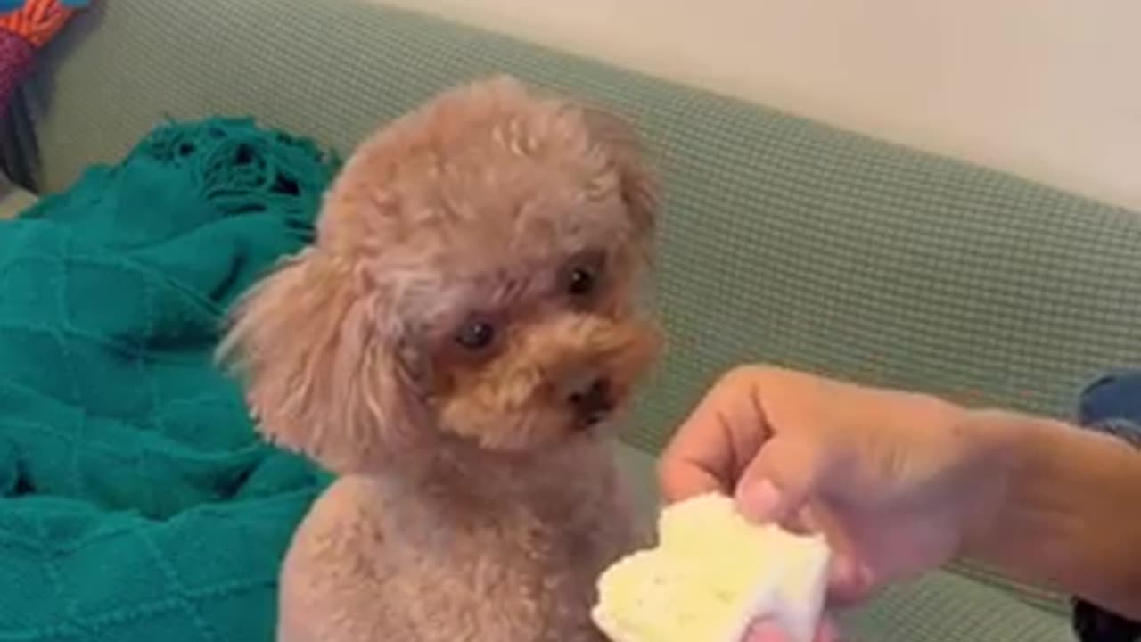 Dog lover