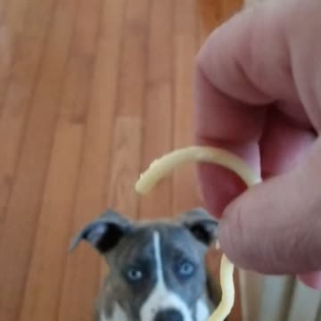 Liberty dog 1st time spaghetti
