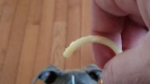 Liberty dog 1st time spaghetti